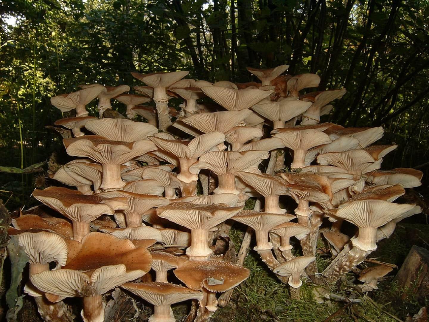 Armillaria Ostoyae honey mushrooms