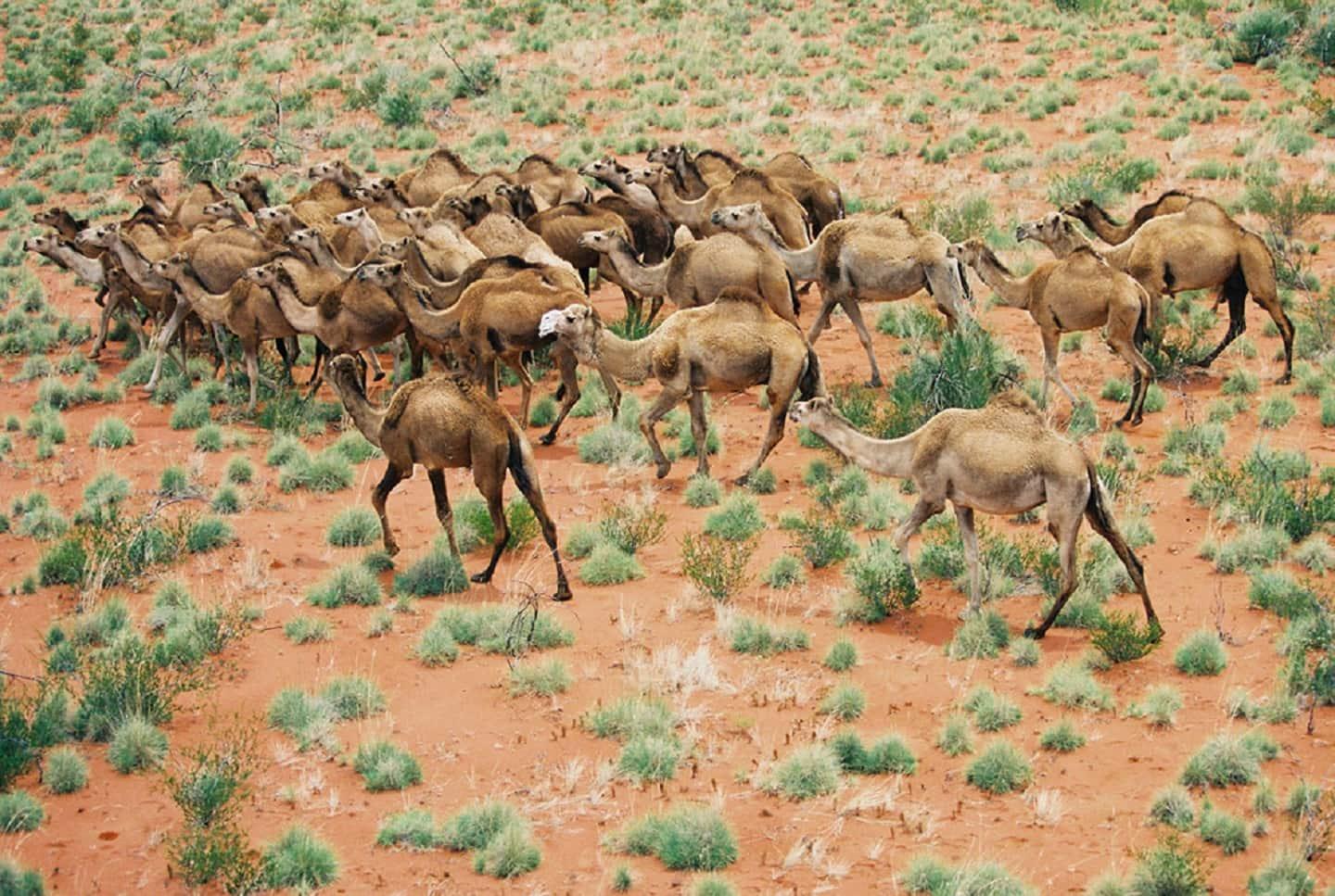 Camellos