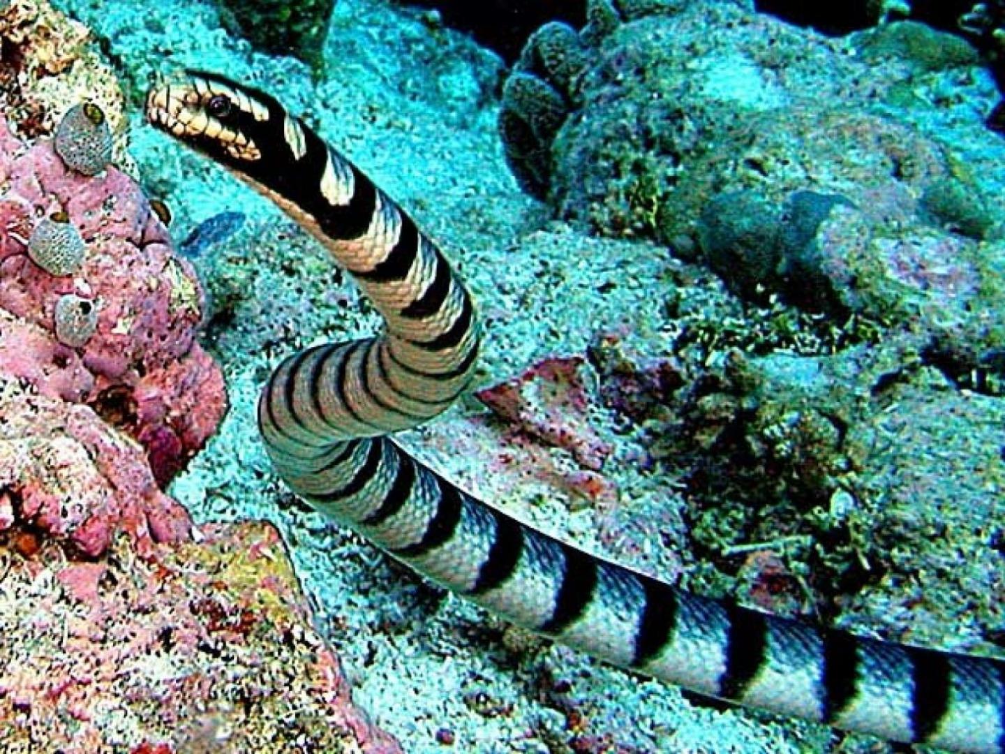 La serpiente más venenosa del mundo