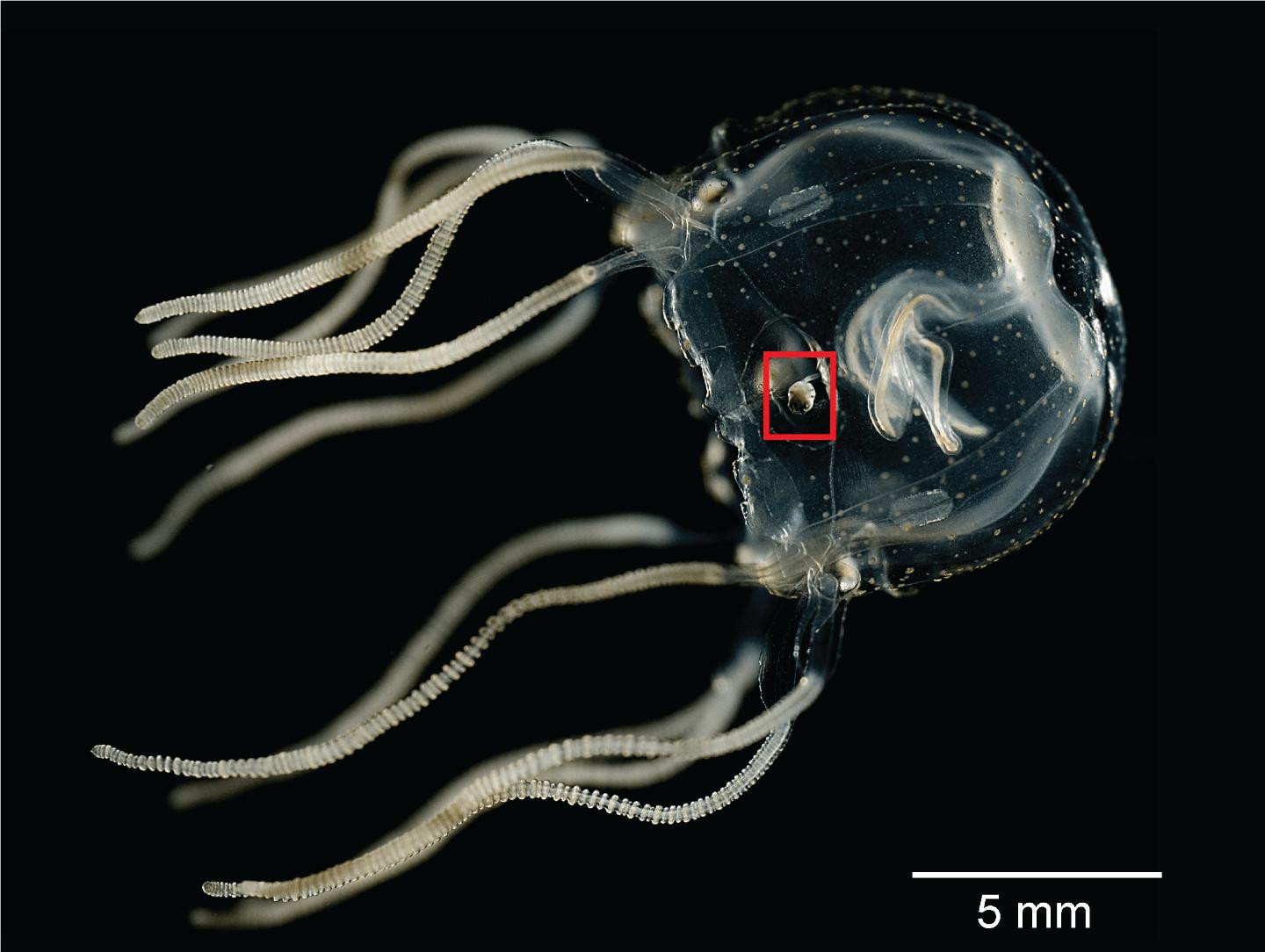 Box jellyfish eyes 