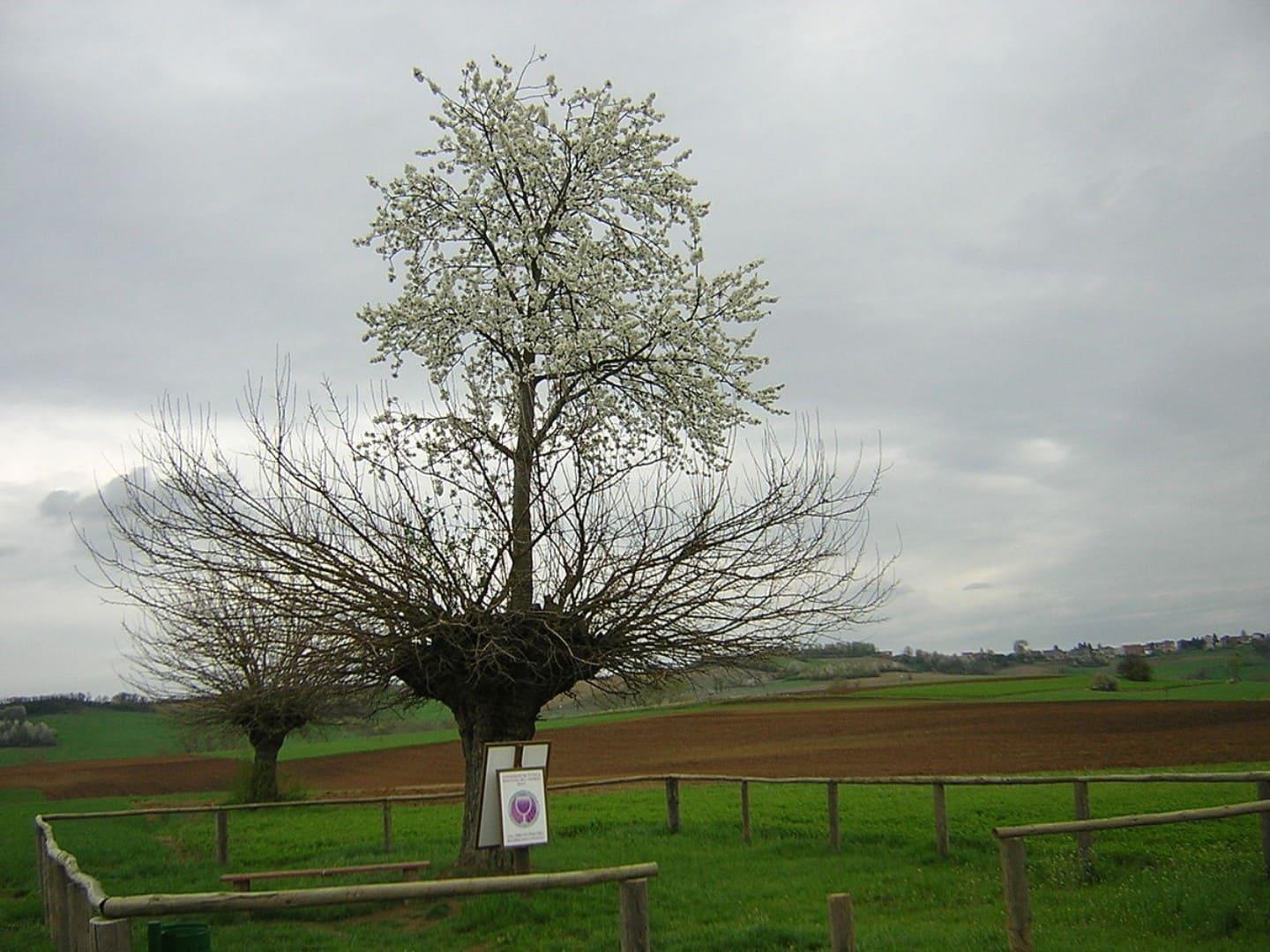 Double Casorzo Tree