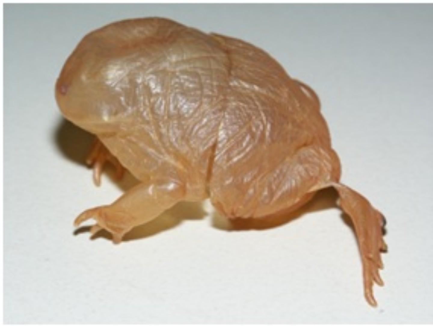 Frogs cocoon