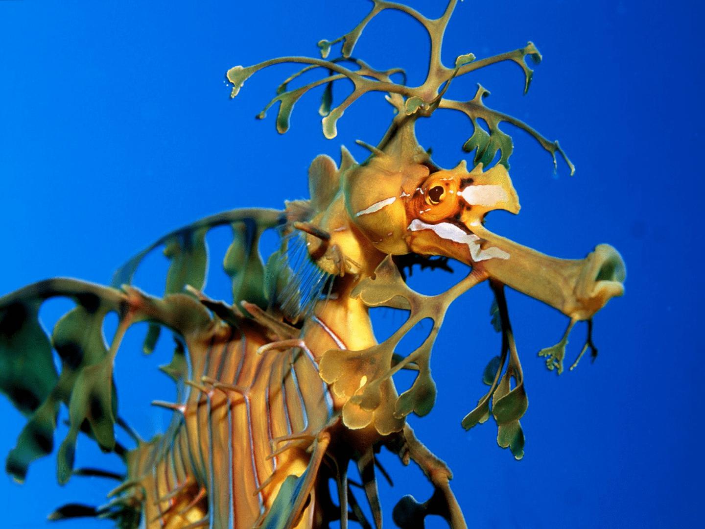 Leafy sea dragon
