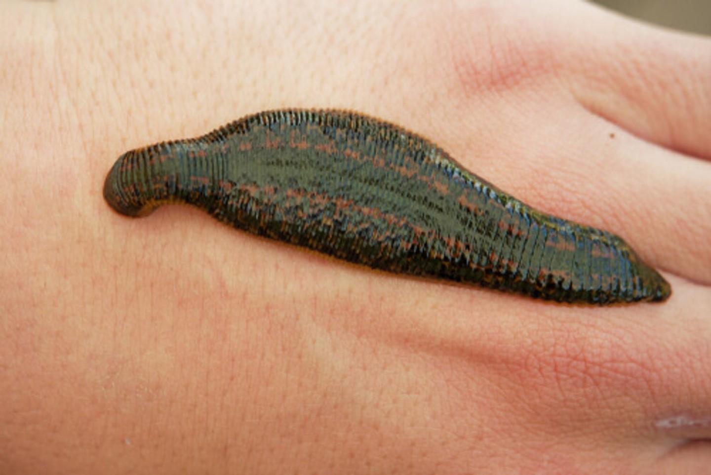 Leech