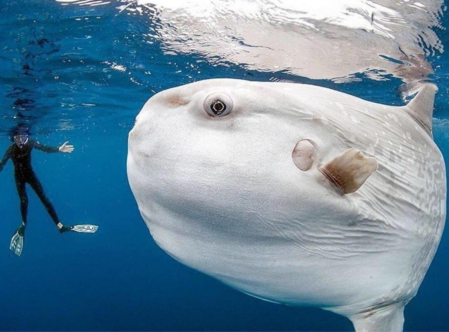 Sunfish and diver