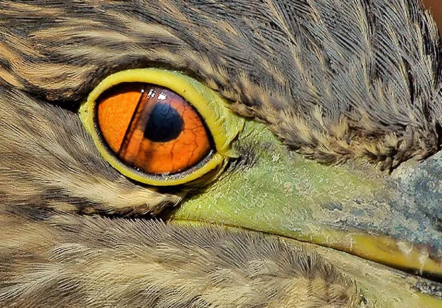 La membrana nictitante, tercer párpado de algunos animales