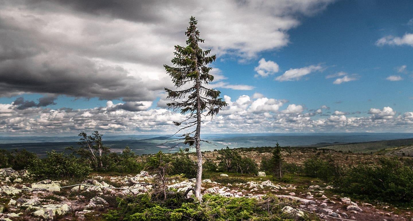 Old Tjikko tree Sweden