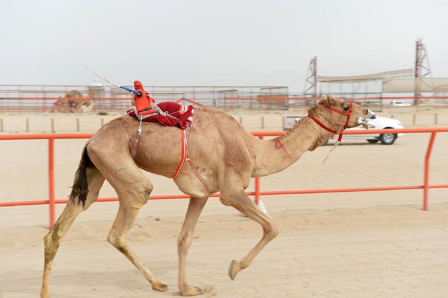 Camel racing in Jordan’s Wadi Rum valley