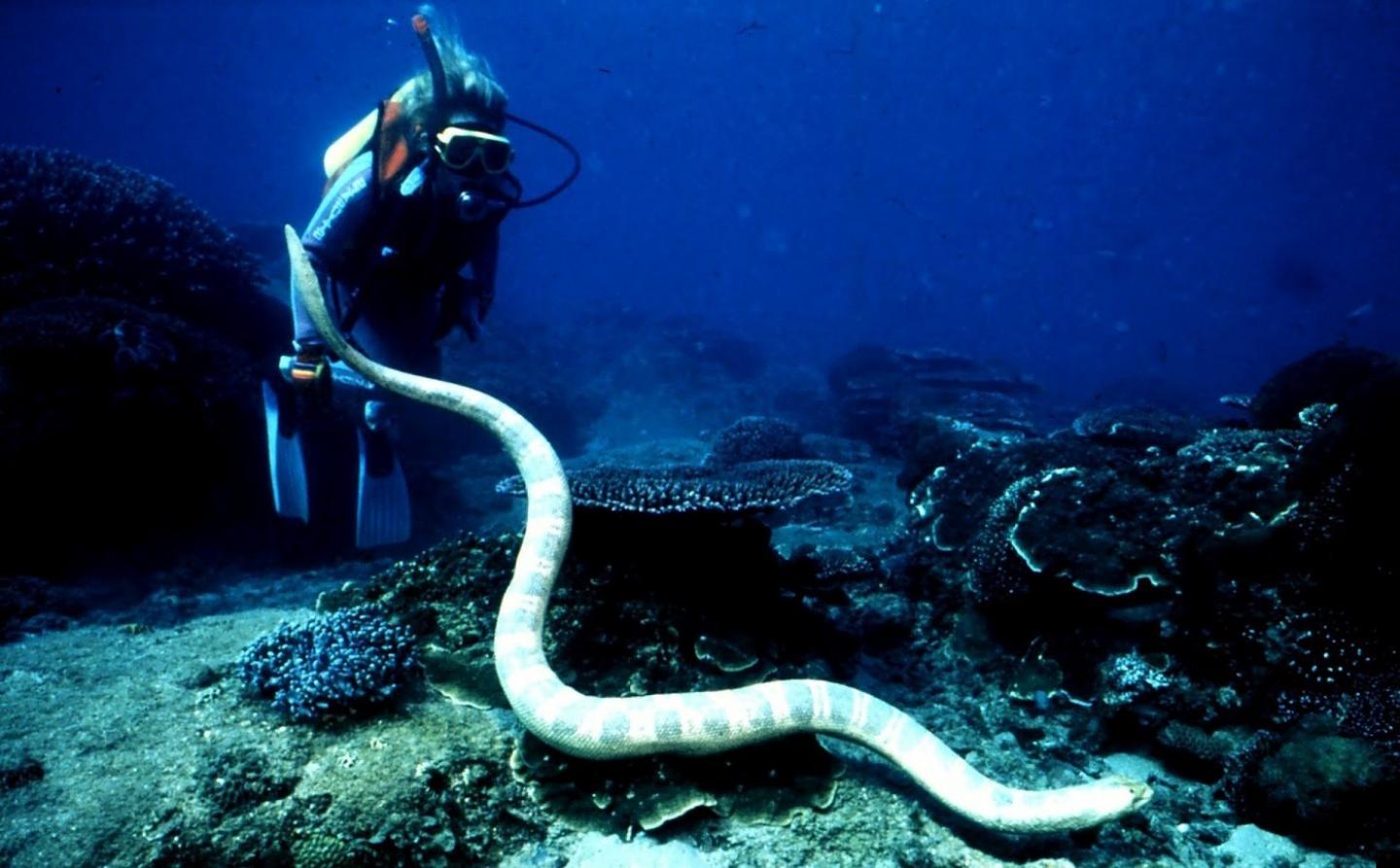 Serpiente de belcher 