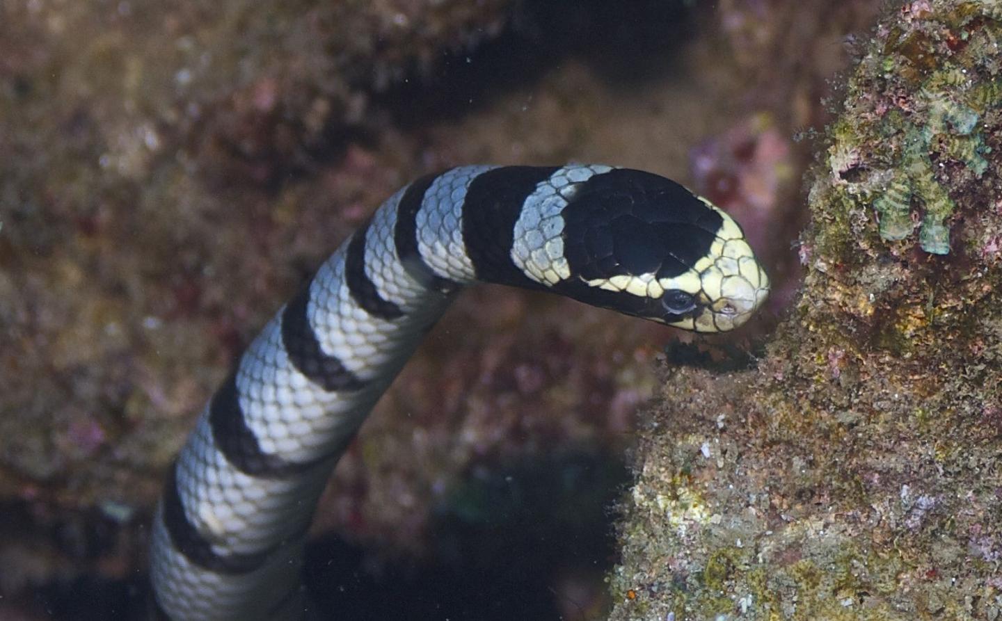 Primer plano cabeza de la serpiente marina de Belcher