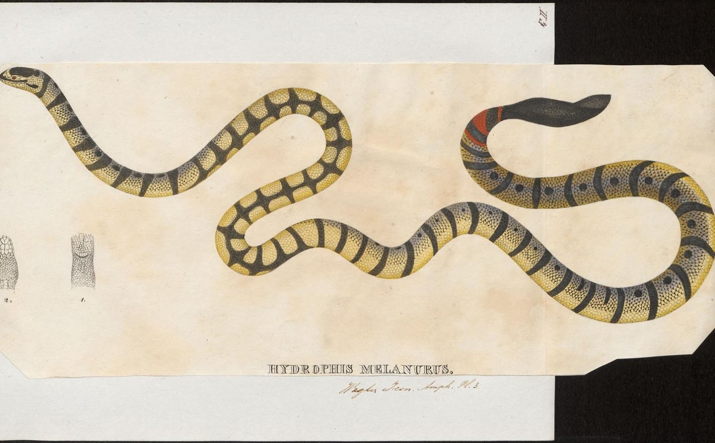 Serpiente Belcher