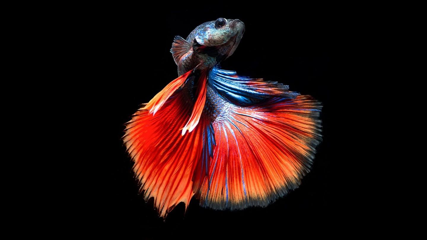 Siam fighting fish
