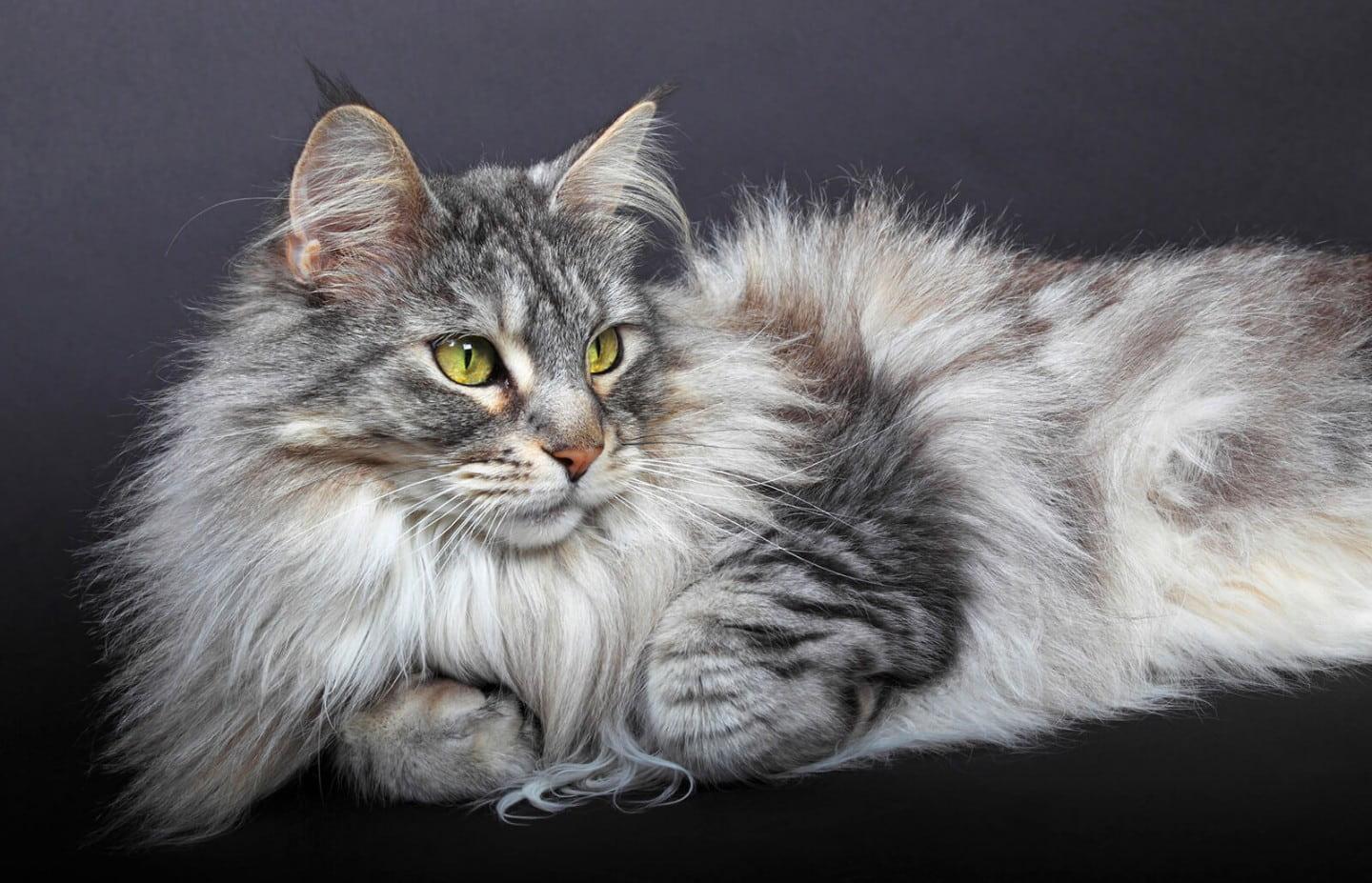 Gato siberiano hipoalergénico