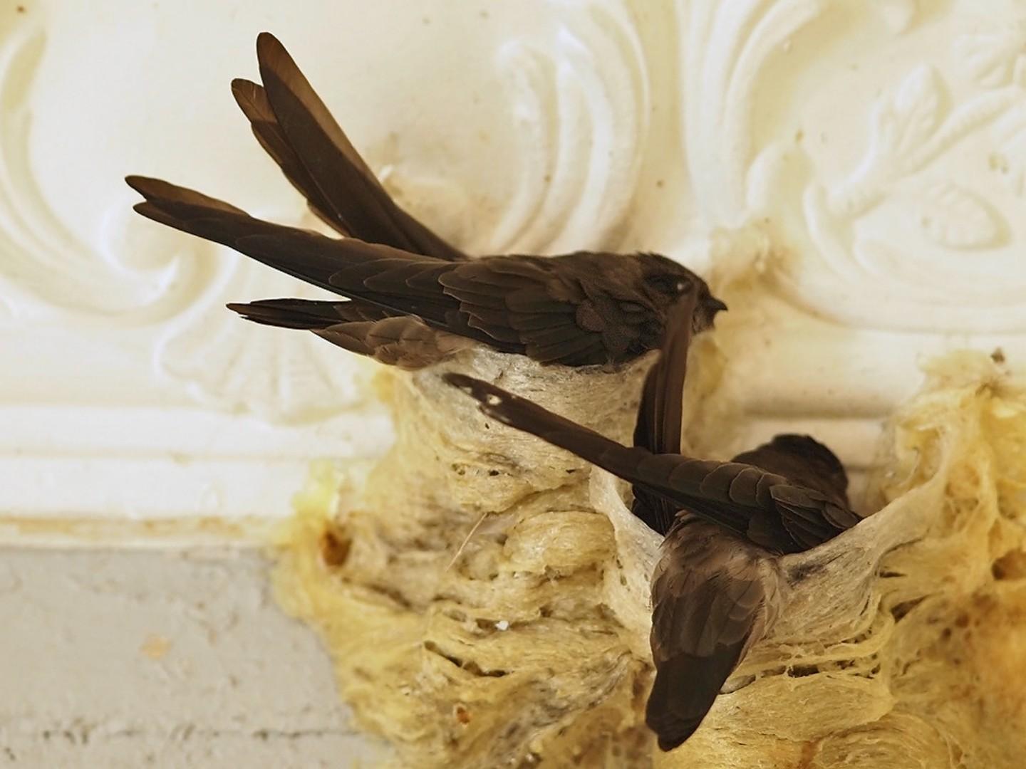 Edible nest