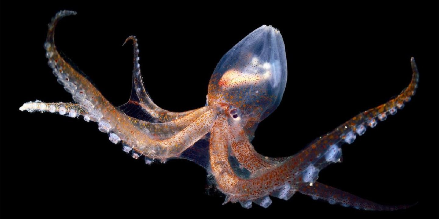 Pulpo transparente marrón Vitreledonella Richardi