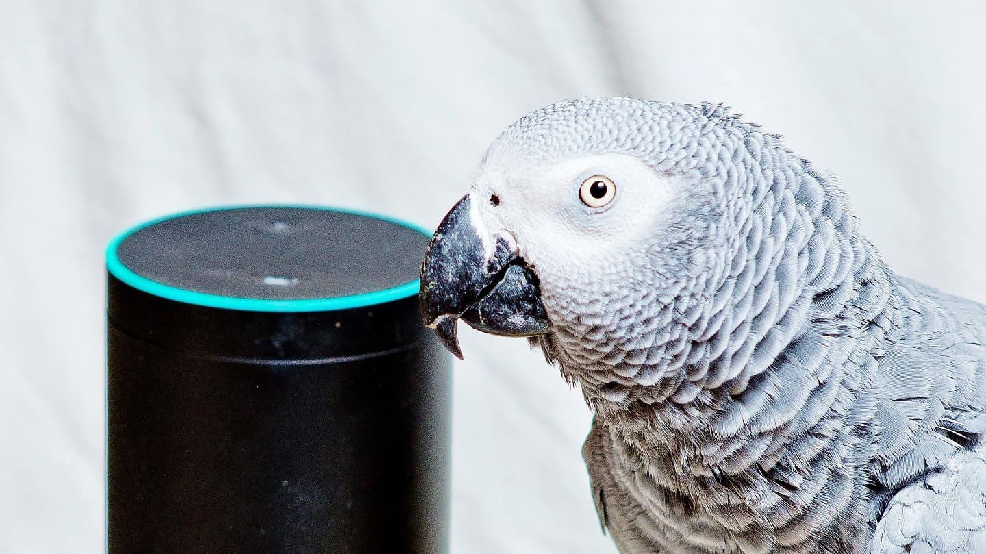 Amazon Alexa activated by parrot