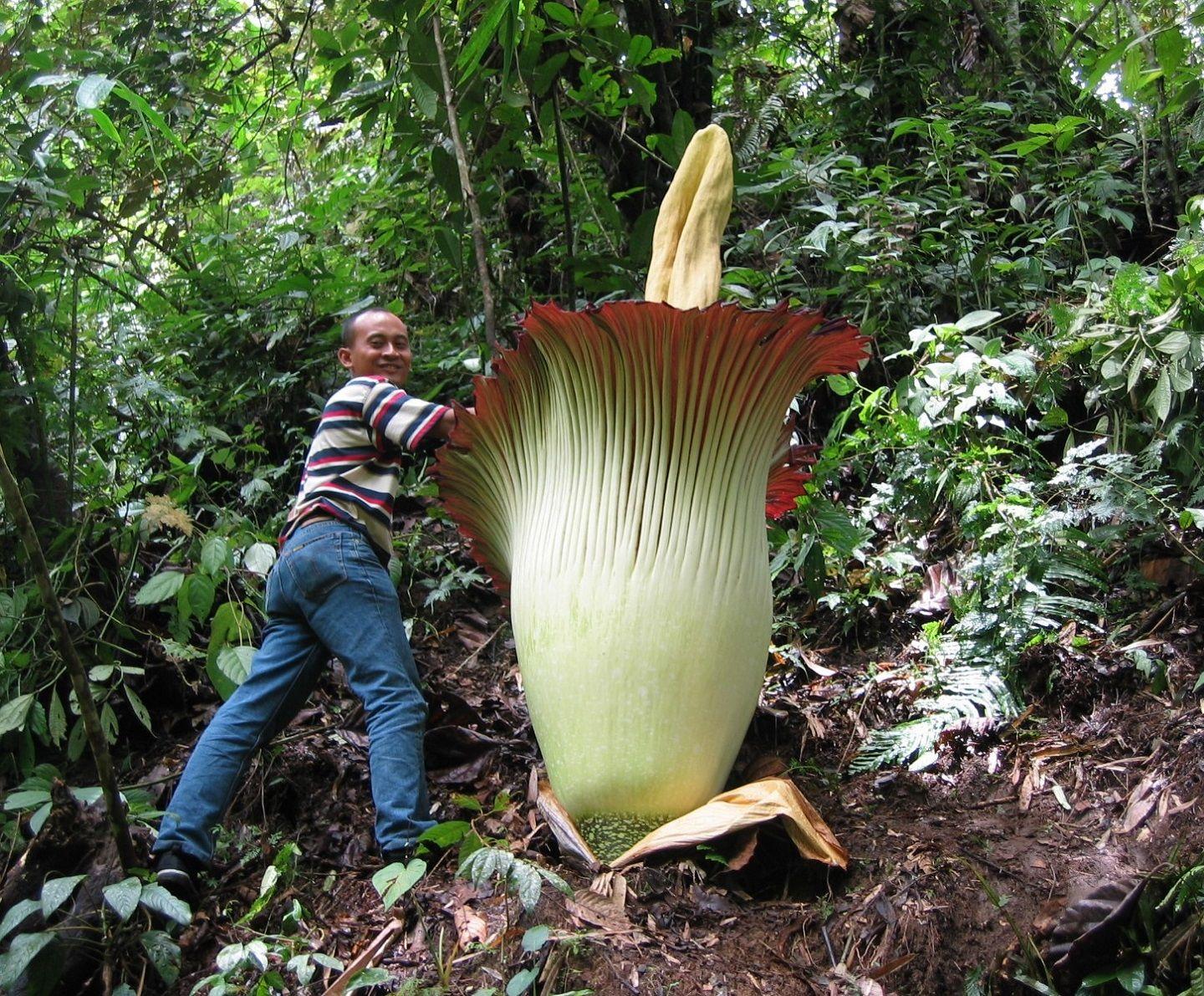 Corpse plant (Amorphophallus titanum)