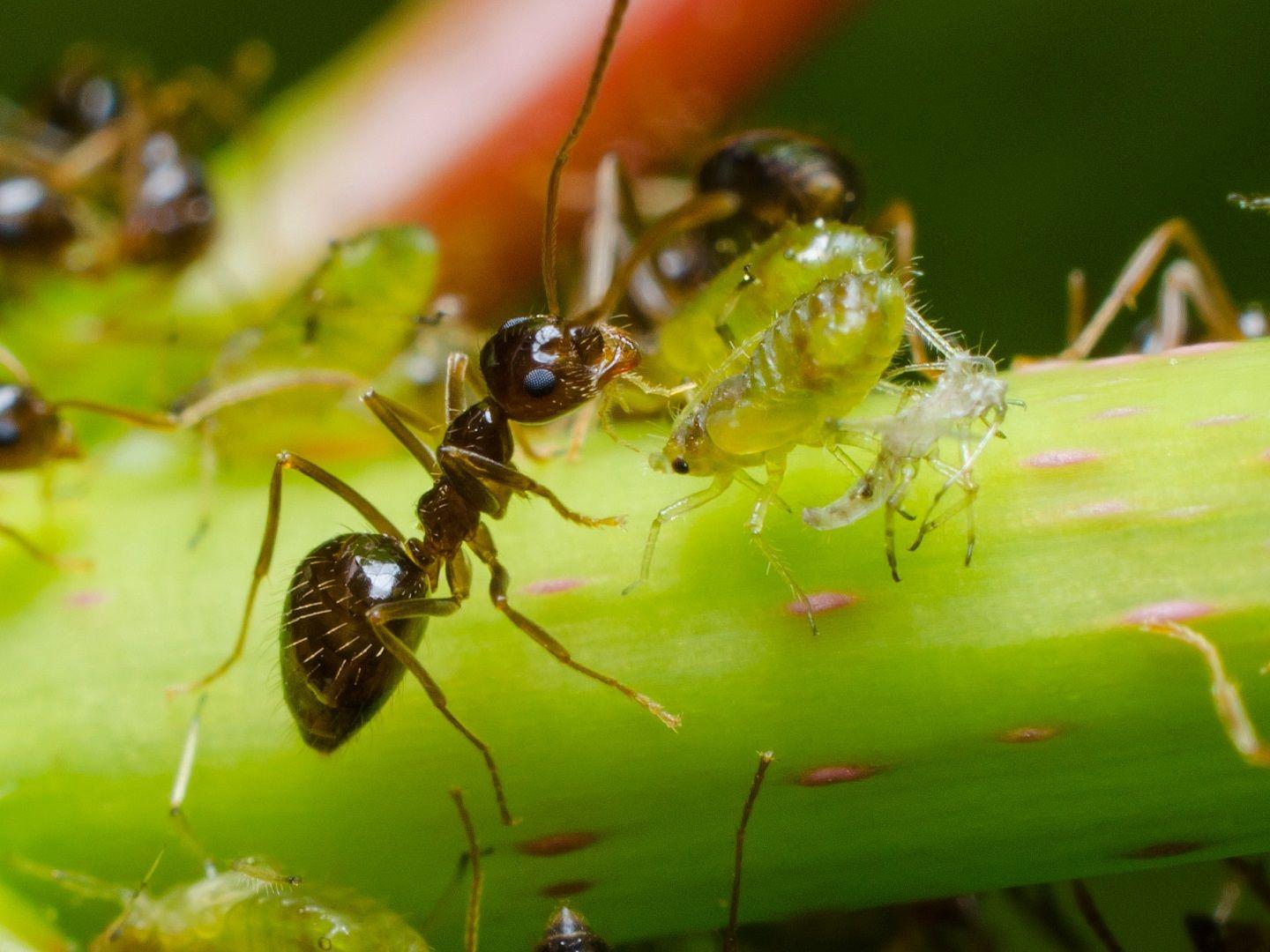 Ant farmers