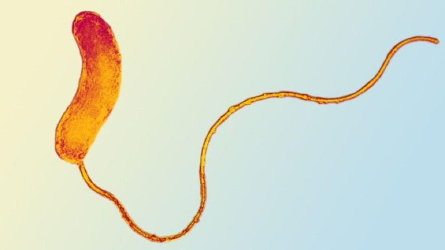 Bdellovibrio, la bacteria caníbal para combatir enfermedades