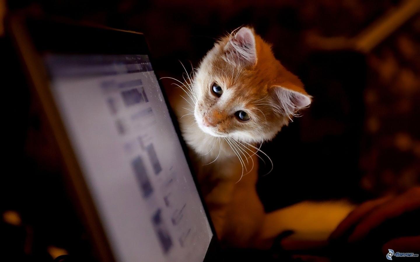 Cats in offices decrease anxiety and stress levels among the staff