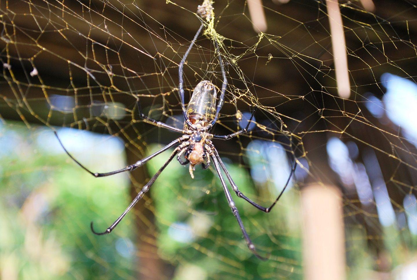 Arañas de seda de oro (Nephilas)