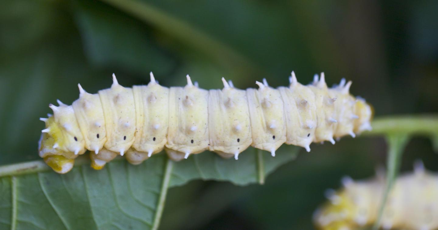Waxworm