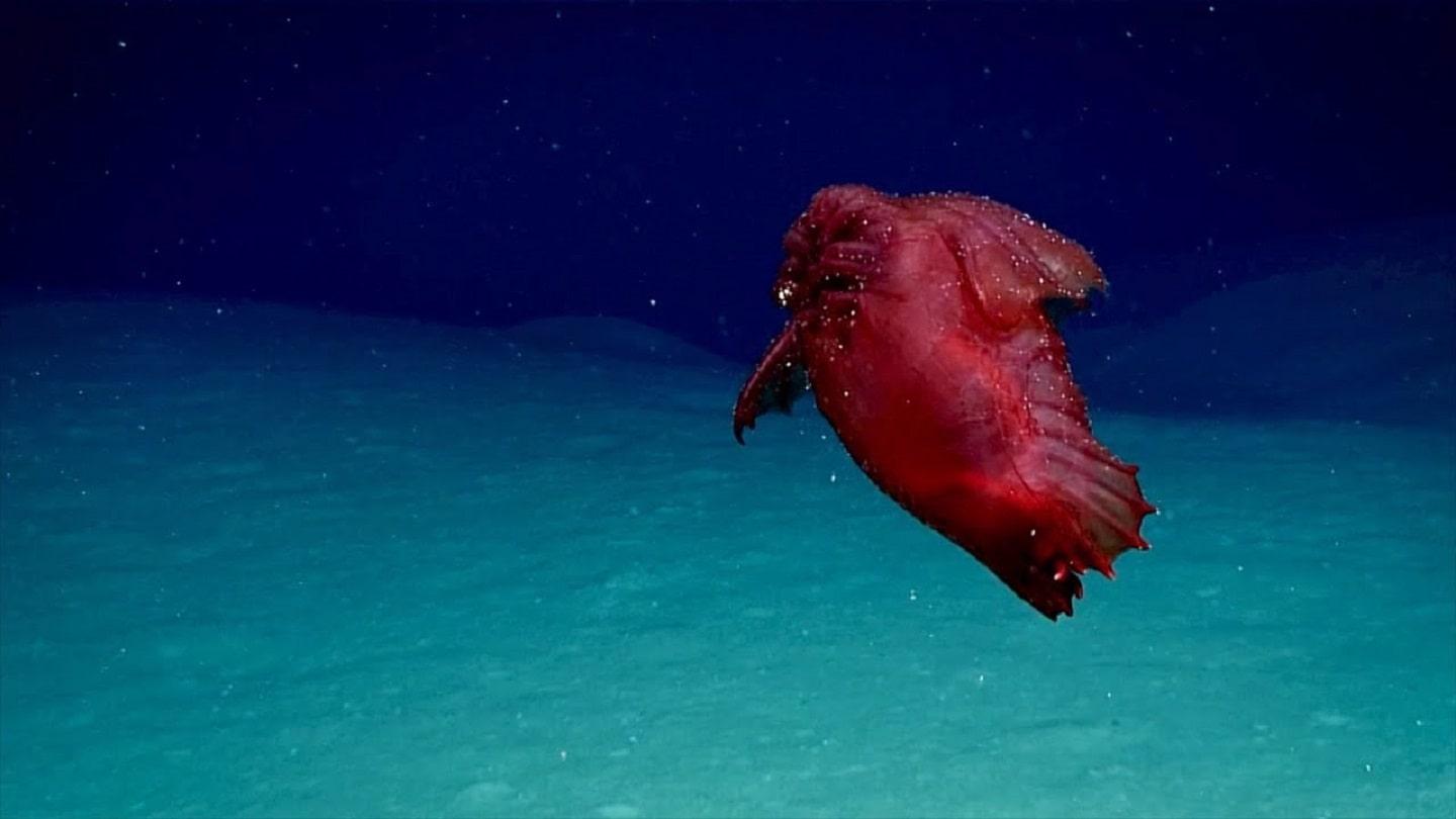 Headless Chicken Monster