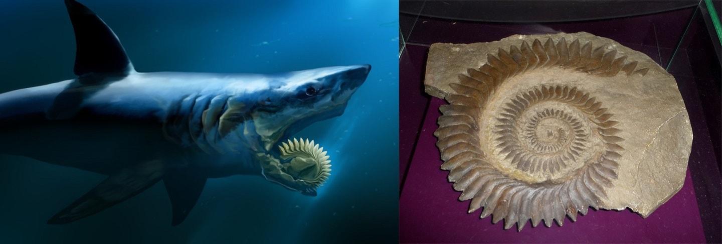 Scientists take a guess on how the jaw was positioned