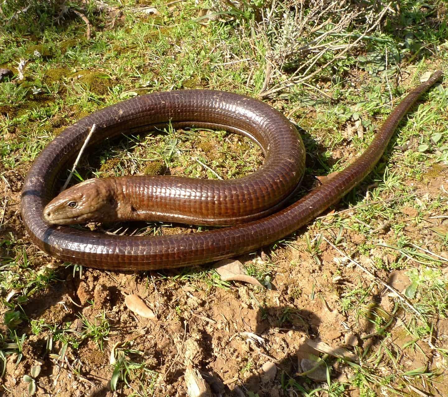 Lagarto apodos sin patas 