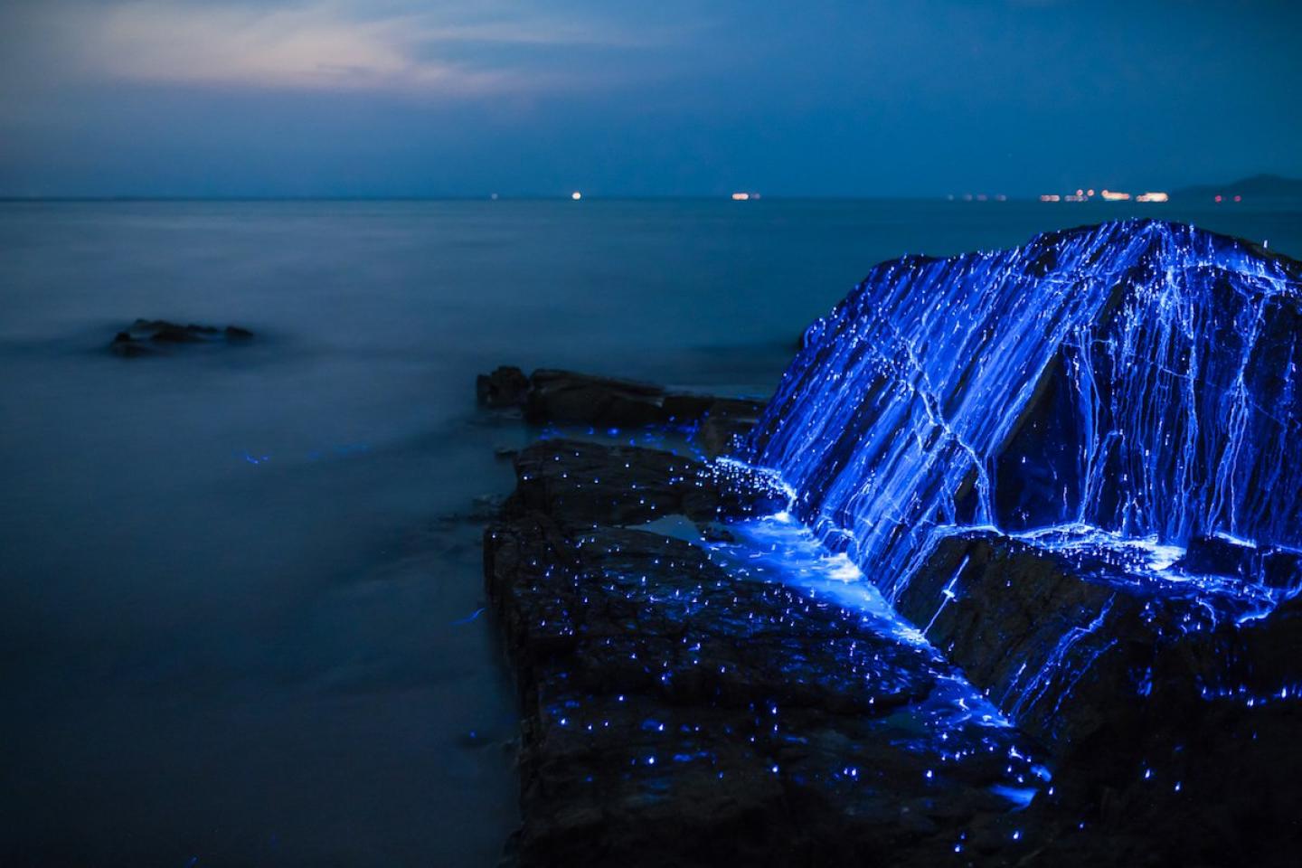 Bioluminescent waves rock night