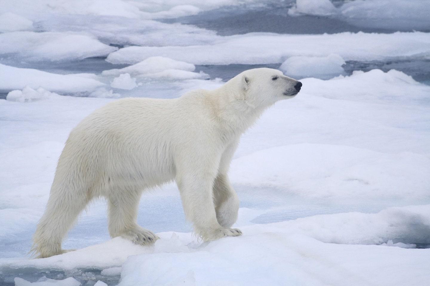 Polar bear white