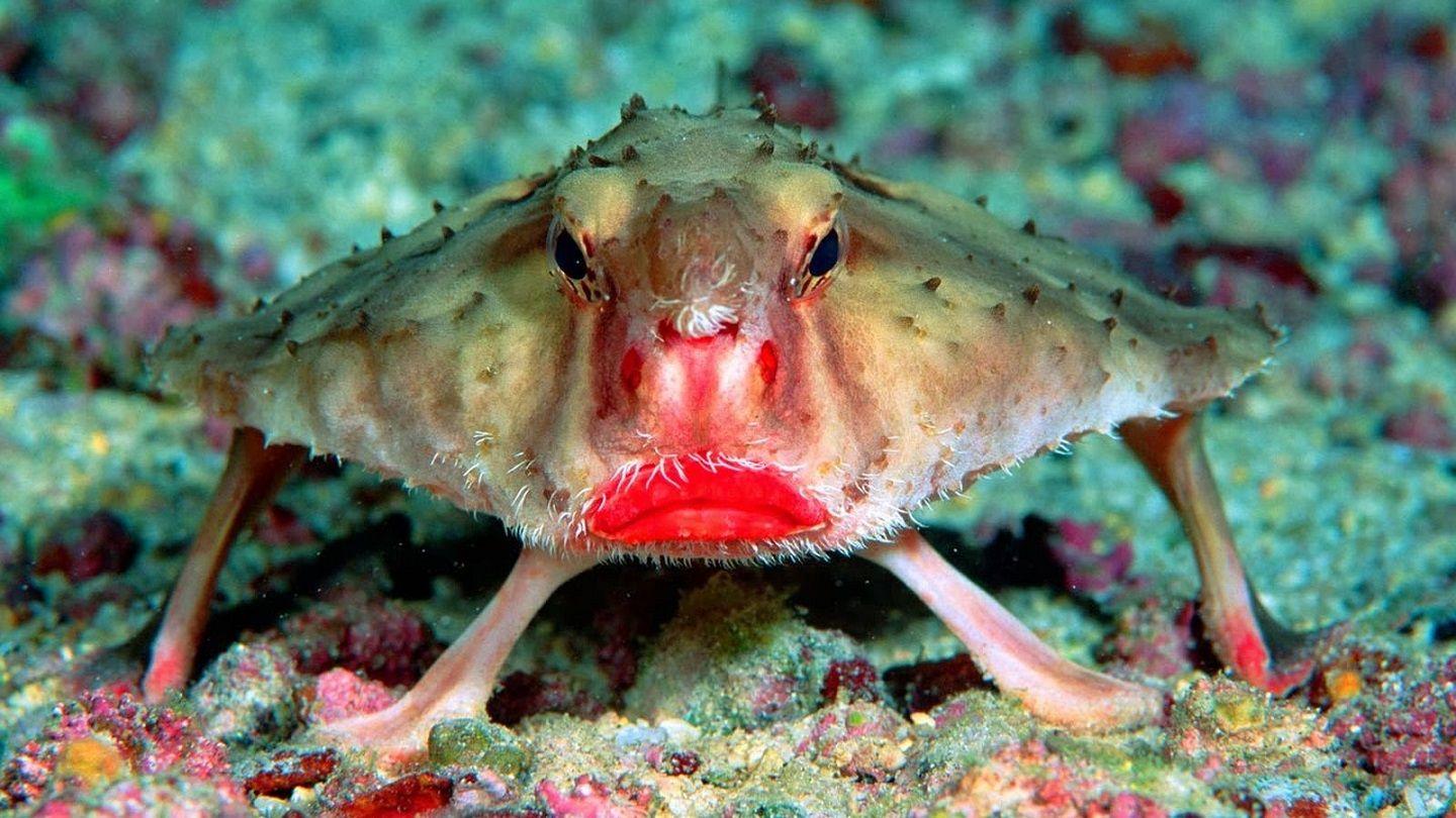 Red-lipped batfish