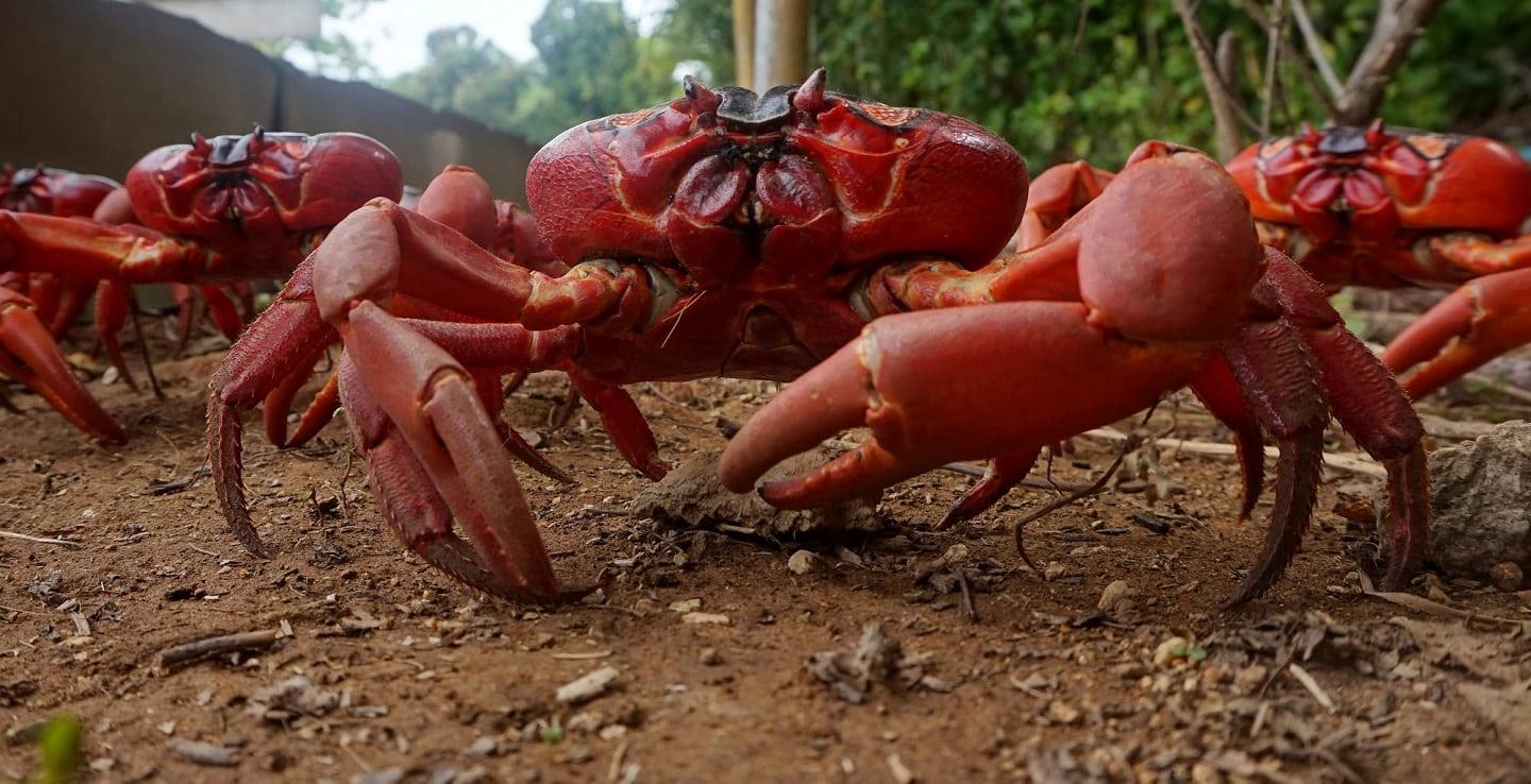 Millions of crabs migrate every year in Christmas Island