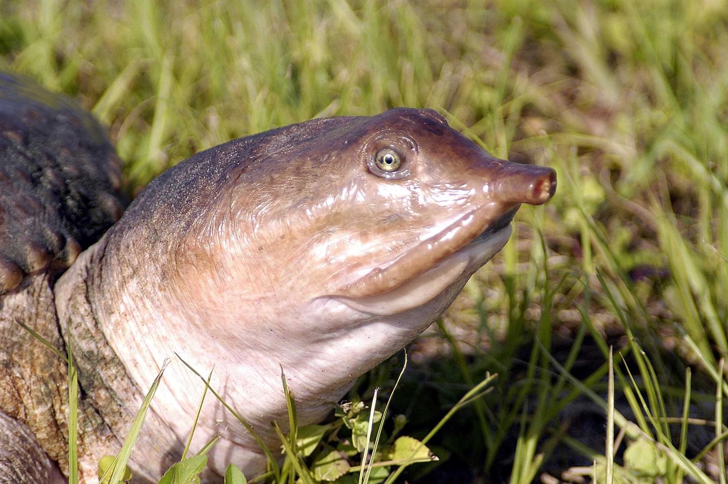 Las tortugas de esta especie eliminan la urea introduciendo la cabeza en agua 