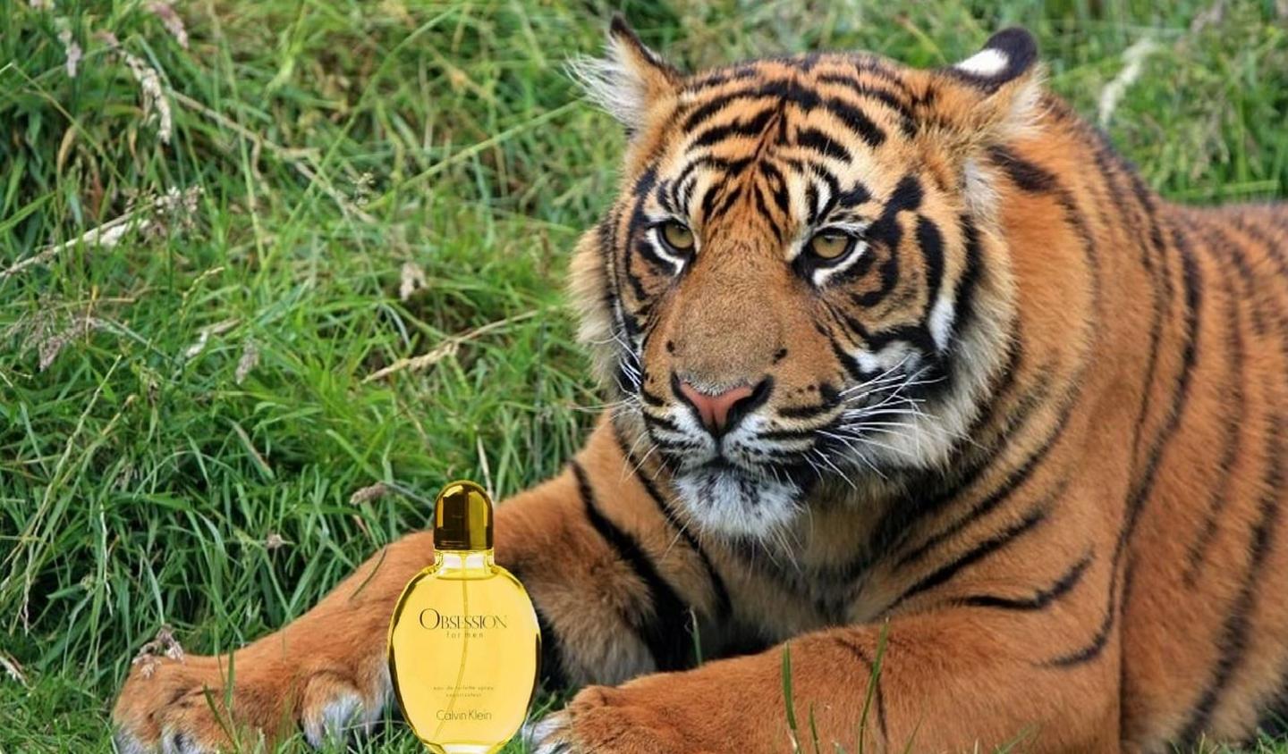 Los tigres son atraídos por la colonia de Calvin Klein