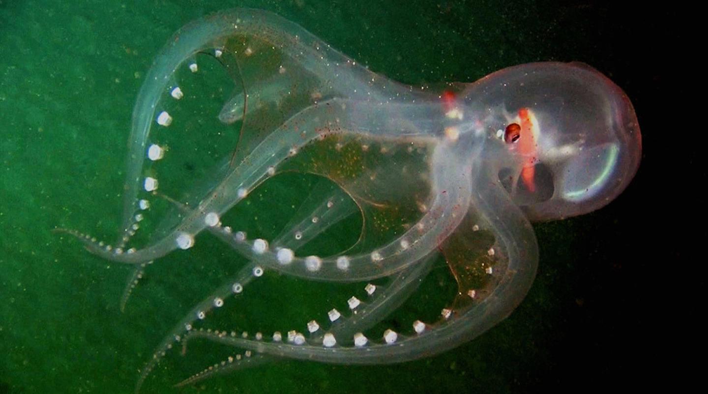 Pulpo transparente sin pigmento