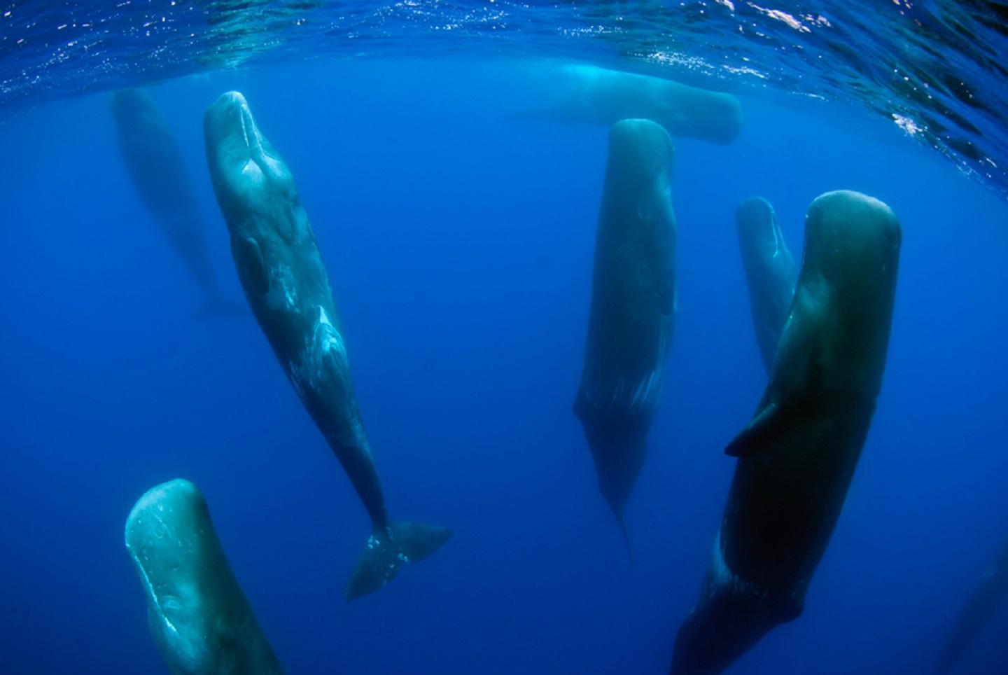 Ballenas durmiendo en posición vertical