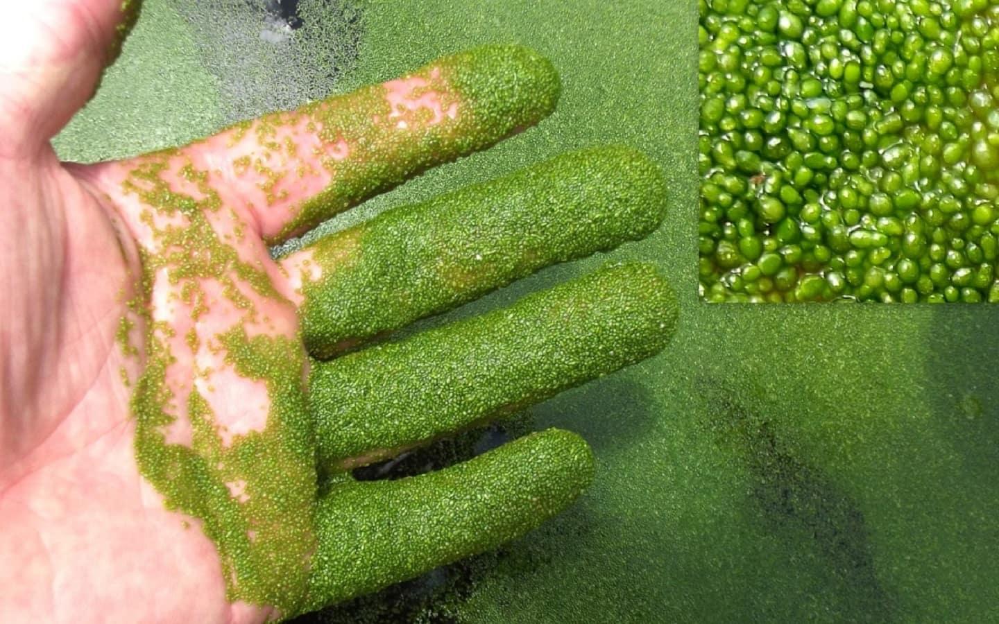 Wolffia tiny fruits