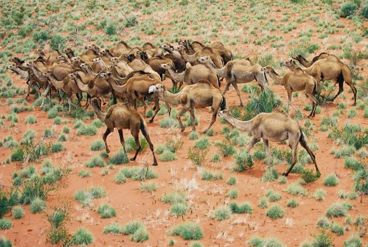 Camellos