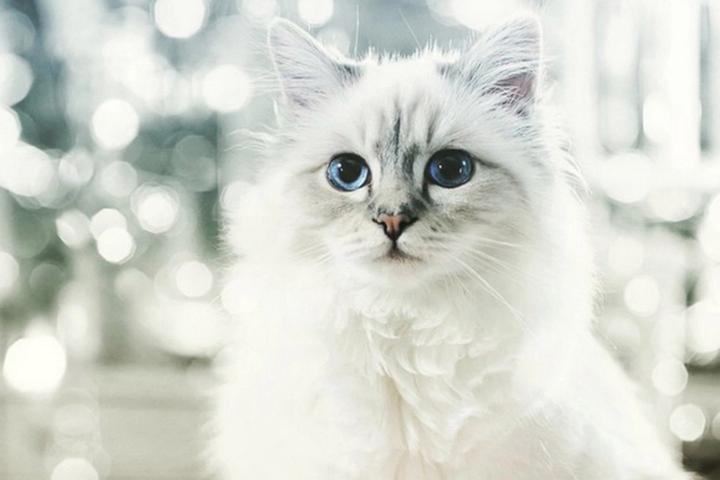 Choupette la gata influencer