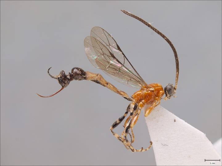 Avispa con trasero en forma de hormiga