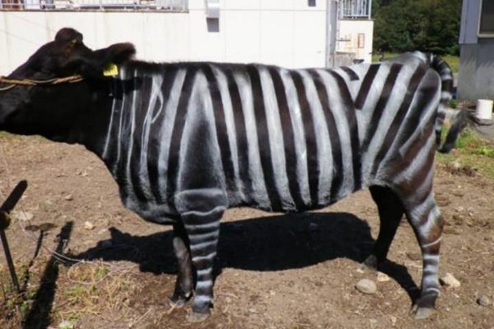 Vaca pintada como una cebra