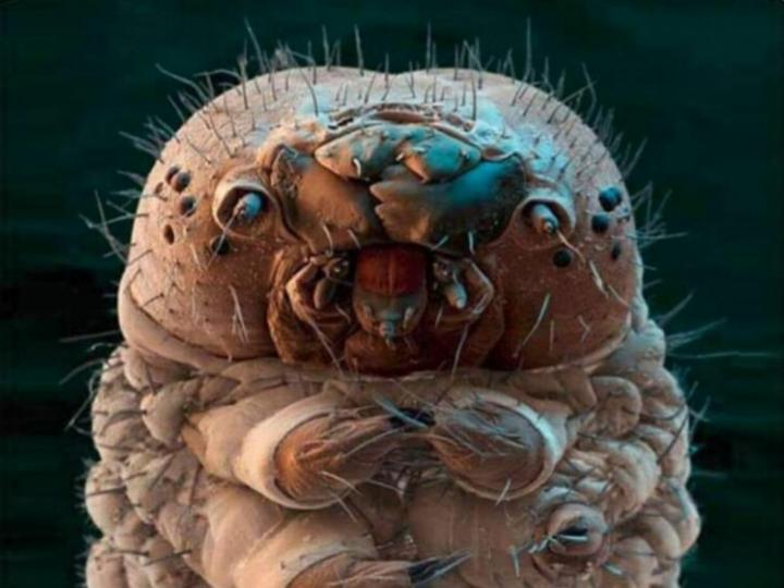 Demodex