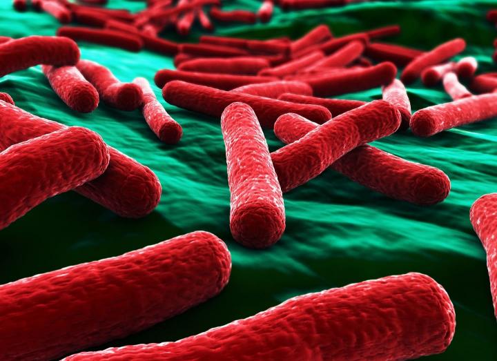 foto microscopio bacterias