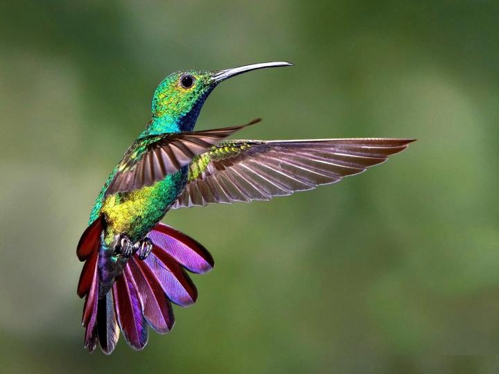 Colibrí libando néctar