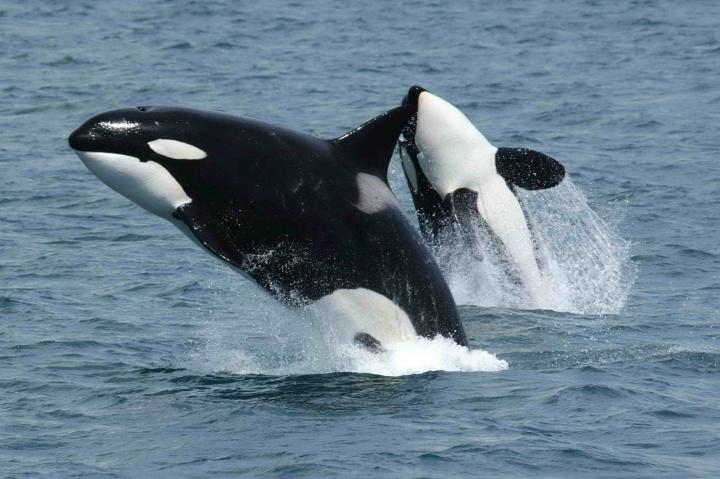 Orca y cría