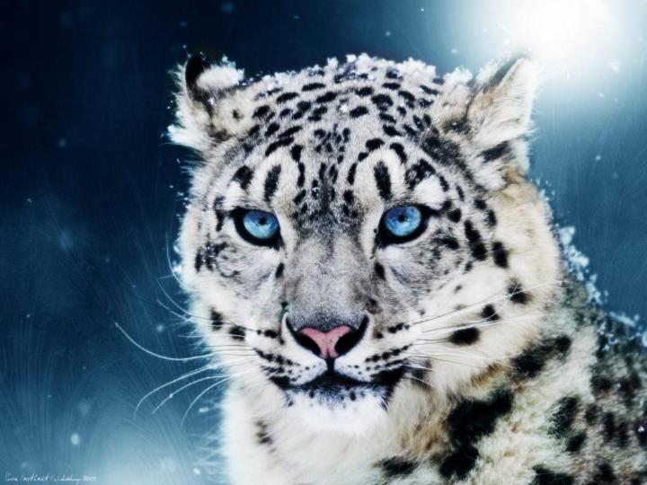 Leopardo de las nieves