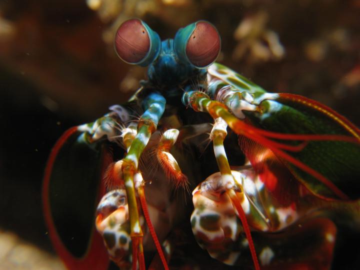 Camarón mantis 