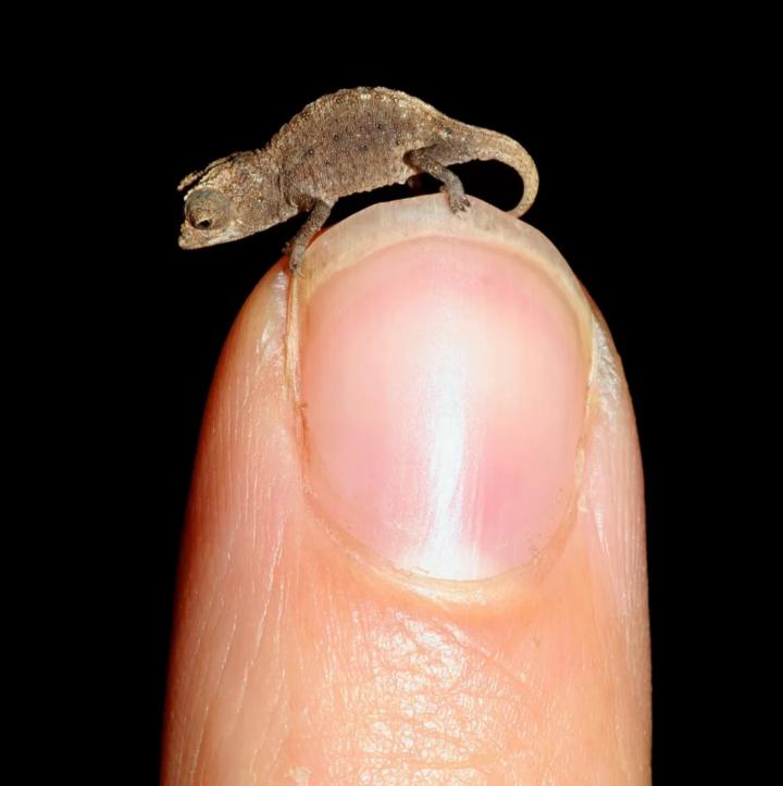 Brookesia Micra 