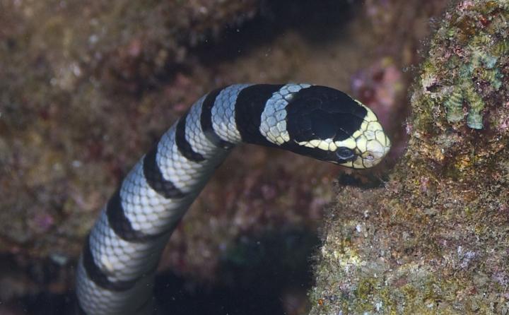 Primer plano cabeza de la serpiente marina de Belcher